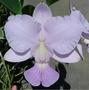 Imagem de Muda Orquídea de Wlakeriana Cerúlea (3242) Código: AKEHRVHST