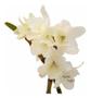 Imagem de Muda Orquídea Dendrobium Mini Planta Jovem Flor Branca