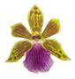 Imagem de Muda Orquídea Zygopetalum Flor Linda Planta Perfumada