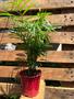 Imagem de Muda Planta Palmeira Bambu Decoração + Vaso Bem Embalado Top