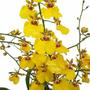 Imagem de Muda Pré Adulta Orquídea Oncidium Aloha Planta Natural