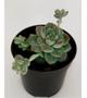 Muda Suculenta Echeveria Prolifica Planta - Paisagismo bozeli Imagem de Muda Suculenta Echeveria Prolifica Planta