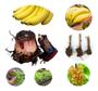 Imagem de Mudas Bananas Coloridas Banana Azul + Rosa Envio Imediato Pronta entrega