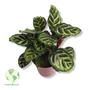 Imagem de Mudas Plantas Calathea Macoiana Planta Rara Ornamental Linda