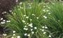 Imagem de mudinhas de moreias flor branca 40 cm - 30 unidades