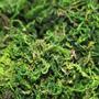 Imagem de Musgo Artificial Para Arranjos E Jardins 4 Litro