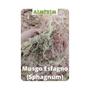 Imagem de Musgo Esfagno 5 Litros Musgo de Sphagnum para orquídeas carnívoras arranjos terrário plantas