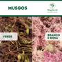 Imagem de Musgo sphagnum rosa plantas orquideas artesanato arranjos 50 litros Gold Plant