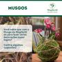 Imagem de Musgo verde artesanato plantas orquideas arranjos 40 gr Gold Plant