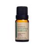 Imagem de Óleo Essencial De Eucaliptus Globulus Via Aroma 10ml - Eucalipto