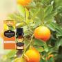 Imagem de Óleo Essencial de Laranja Doce Puro e Natural 10 ml - Chamed