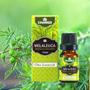 Imagem de Óleo Essencial de Melaleuca   Tea Tree  10ml    CHAMED  100% Puro   3 Frascos