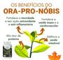 Imagem de Ora-Pró- Nobis Com Curcum 120 Comprimidos 600Mg