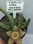 Imagem de Orbea Stapelia Variegata Flor Tigre Suculenta Top De Linha