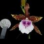 Imagem de Orquíde Miltonia Candida Planta Adulta Espécie