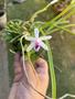 Imagem de Orquidea Adulta Laelia Lundii ''tipo'' Fotos Reais