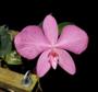 Imagem de Orquidea Adulta Sophronitis Wittigiana