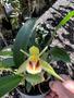 Imagem de Orquídea Adulta Verde '' Coelogyne Fimbriata '' Bem Formada