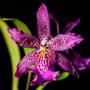 Imagem de Orquídea Beallara Marfitch Roxa ! Planta Adulta !