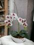 Imagem de Orquídea Branca De Silicone No Vaso - Montada