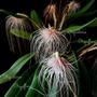 Imagem de Orquidea Bulbophilum Medusae. Planta Adulta!!