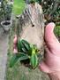 Imagem de Orquidea Bulbophyllum Frostii Planta Exótica Colecionador !