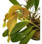 Imagem de Orquídea Bulbophyllum Grandiflorum Planta Adulta Com Vaso