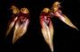 Imagem de Orquídea Bulbophyllum grandiflorum x longisepalum