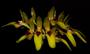 Imagem de Orquídea Bulbophyllum graveolens