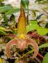 Imagem de Orquídea Bulbophyllum Wilmar Galaxy Planta Adulta Exótica