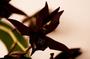 Imagem de Orquídea Catasetum john burchett x susan fuchs x calosum