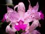 Imagem de Orquidea Cattleya Amethystoglossa Tipo - Planta Inteir