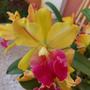 Imagem de Orquidea Cattleya Entouceirada Florida Mista Vaso de Barro