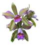 Imagem de Orquidea Cattleya Forbesi X Leopoldi Trilabelo X Self Cod/16