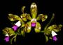 Imagem de Orquídea Cattleya guttata multiflora