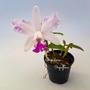 Imagem de Orquídea Cattleya Intermedia Mista Planta Adulta