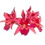 Imagem de Orquidea cattleya lc. carolyn reid glowing embers