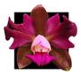 Imagem de Orquidea Cattleya Leopoldii Labeloide X Labeloide