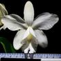 Imagem de Orquídea Cattleya Loddigesii Alba