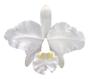 Imagem de Orquídea - Cattleya lueddemanniana var. alba