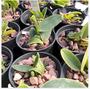 Imagem de Orquídea Cattleya Nobilior (rafaela X Lori) X Durval Ferreir