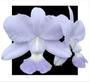 Imagem de Orquidea Cattleya Walkeriana Coerulea Magnus X Blue Formosa