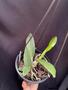Imagem de Orquídea Cattleya walkeriana coerulea x Cattleya violacea coerulea