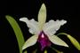 Imagem de Orquídea Cattleya warscewiczii s/alba