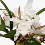 Imagem de Orquídea Coelogyne Cristata Alba Entouceirada Planta Adulta