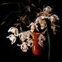 Imagem de Orquídea Coelogyne Cristata ! Planta Adulta !