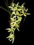 Imagem de Orquídea Coelogyne Pandurata Planta Adulta Flor Verde Linda