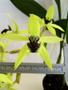 Imagem de Orquídea Coelogyne Pandurata Planta Adulta Flor Verde Linda