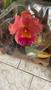 Imagem de Orquídea Com Flor Botão Espata Vaso Rosa Do Deserto 