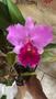 Imagem de Orquídea Com Flor Botão Espata Vaso Rosa Do Deserto 